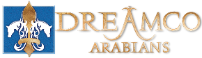 Dreamco Arabians