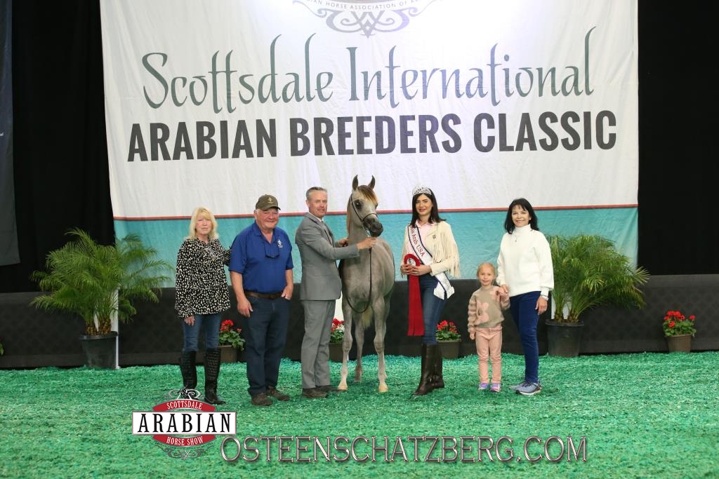 Maes Sofia Magidaa DB at 2024 Scotttsdale Arabian Horse Show